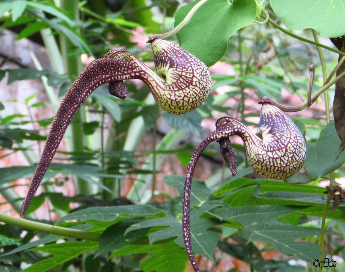 Aristolochia ringens Vahl